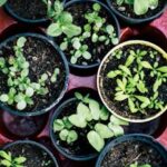 Top view of multiple pots with herb seedlings growing in soil, ideal for gardening enthusiasts.