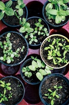 Top view of multiple pots with herb seedlings growing in soil, ideal for gardening enthusiasts.