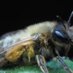 Detailed macro photograph of a honeybee resting on a green leaf with a dark background.