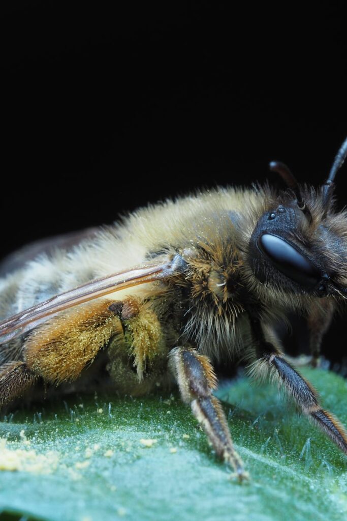 Detailed macro photograph of a honeybee resting on a green leaf with a dark background.